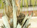 White-tipped dove nesting. Mother with two chicks.