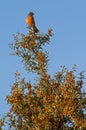 White tipped Plantcutter, Phytotoma rutila, La Pampa,