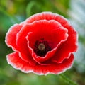 White tipped poppy flower head closeup square compoisition