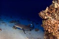 White Tipped Reef Shark