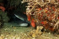 White Tipped Reef Shark