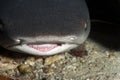 White Tipped Reef Shark