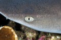 White Tipped Reef Shark