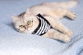 A white tired British cat in a striped t-shirt and glasses lies on a blue knitted blanket. Royalty Free Stock Photo