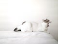 White tired cat yawning on a white bed