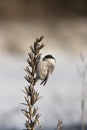 White tit in the winter