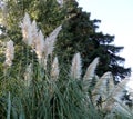 White to beige cat tails Royalty Free Stock Photo