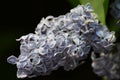 White to light blue common lilac flower bunch, latin name Syringa Vulgaris, during spring period, dark background Royalty Free Stock Photo