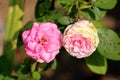 White to light pink blooming rose next to fully open pink rose on light green leaves with dark spots background Royalty Free Stock Photo