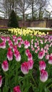 White to pink flaming tulips and yellow tulips