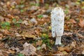 White Toadstool in the woods
