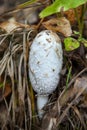 White toadstool Royalty Free Stock Photo