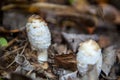 White toadstool Royalty Free Stock Photo