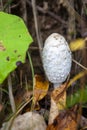 White toadstool Royalty Free Stock Photo