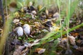 White toadstool Royalty Free Stock Photo