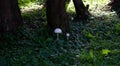 White toadstools in a small forest clearing under the trees