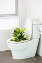 White toilet in modern home, white toilet bowl in cleaning room, flushing liquid in toilet, private toilet in modern room Royalty Free Stock Photo