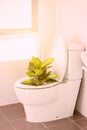 White toilet in modern home, white toilet bowl in cleaning room, flushing liquid in toilet, private toilet in modern room Royalty Free Stock Photo