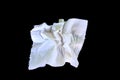 White Toilet Paper Tissue Rollon Royalty Free Stock Photo