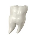 White Tooth Molar Isolated on White Backgroung.