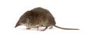 White-toothed shrew, isolated Royalty Free Stock Photo