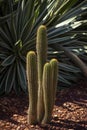 White torch cactus plants echinopsis spachiana