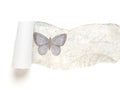 White torn paper background with butterfly