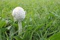 White Toxic mushrooms,