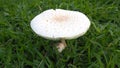 White Toxic mushrooms,