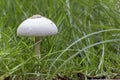 White Toxic mushrooms (Poisonous mushroom), mushroom toxicity gr