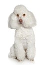 White Toy poodle