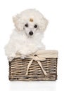 White Toy poodle puppy sitting in a wicker basket Royalty Free Stock Photo