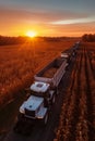 A white tractor pulls a trailer full of harvested corn during sunset. The tractor is driving through a field of corn Royalty Free Stock Photo