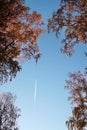 White trail of the Aircraft in the blue sky over the branches wi Royalty Free Stock Photo