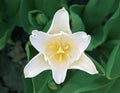 White trangle tulip close-up