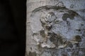 White tree bark photo texture. Pale grey tree trunk on black background.