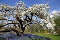 White Tree Blossom