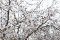 White Tree blossom Almond flower blooming spring time Royalty Free Stock Photo