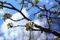 White tree blossoms with green leafs with branches