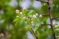 White tree buds close-up on a blurry background. A blooming branch of an apple tree with flowers Royalty Free Stock Photo