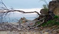 white tree fallen on the beach of a sea