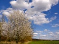 White tree by field under blue sky with clouds at the edge of Prague Royalty Free Stock Photo