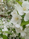 White tree flower blossom apple fruit