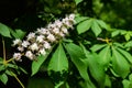 White tree flowers of aesculus hippocastanum Royalty Free Stock Photo