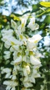 White tree flowers in spring.