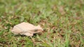 White tree frog on green grass field Royalty Free Stock Photo