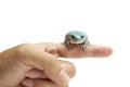 White tree frog Royalty Free Stock Photo