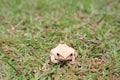 White tree frog sitting on green grass Royalty Free Stock Photo