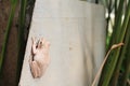 White tree frog sticking Royalty Free Stock Photo