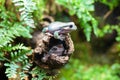 White tree frogs on a branch. Litoria caerulea, genus of tailless amphibians from tree frog family.